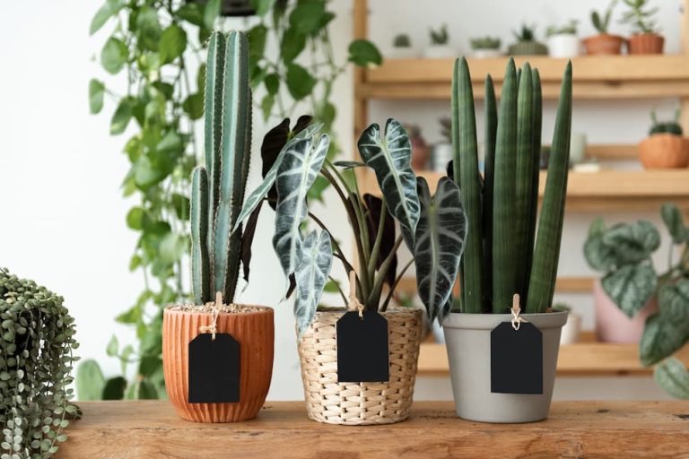 Ideas sencillas para dar un aspecto más acogedor a cualquier estancia